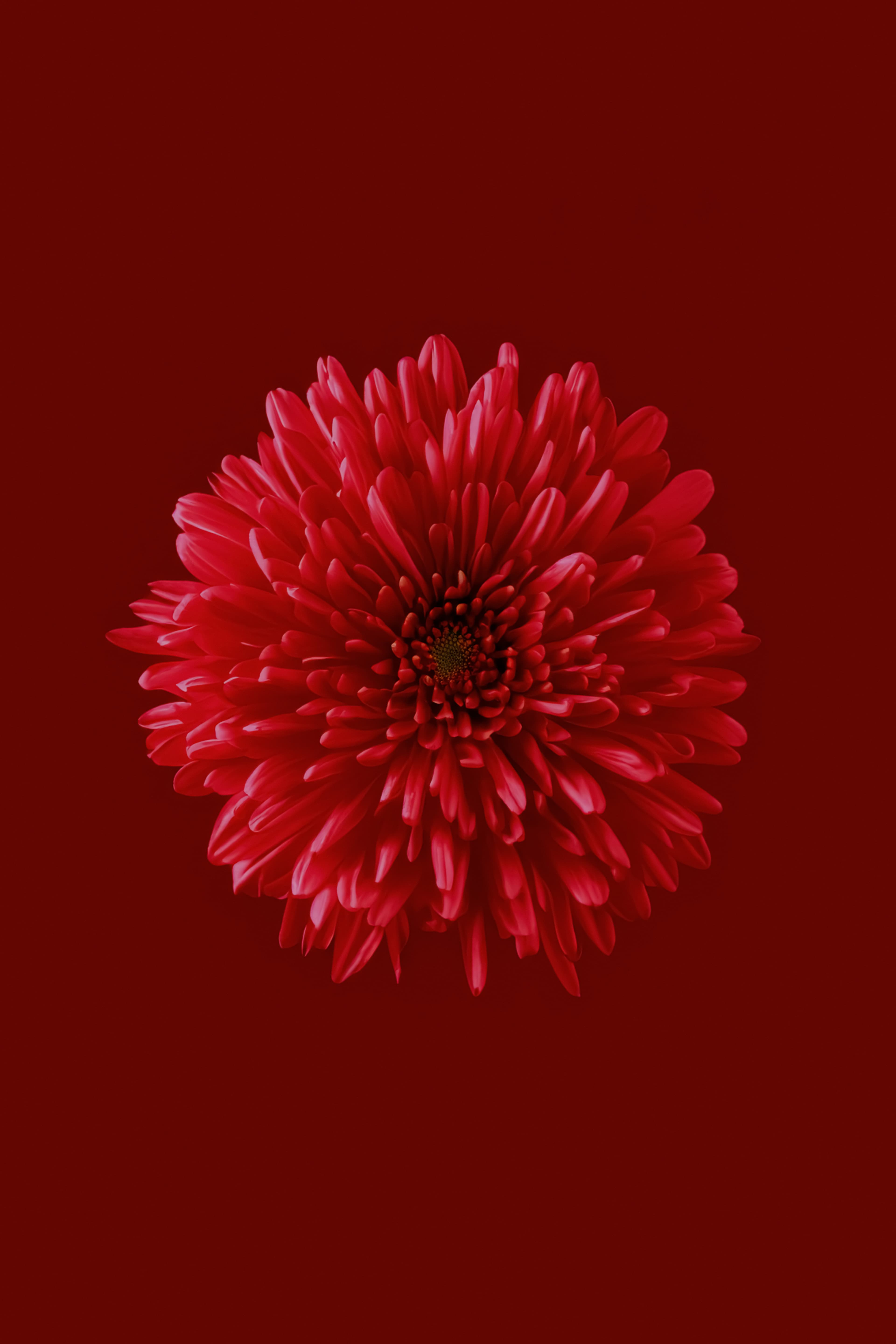 Florals phone case design